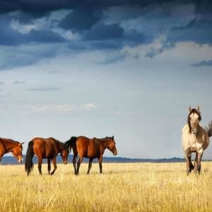 Meet your Posher, Jocelyn